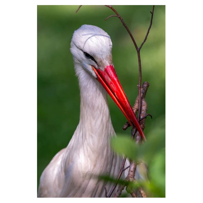 Weißstorch oder Klapperstorch