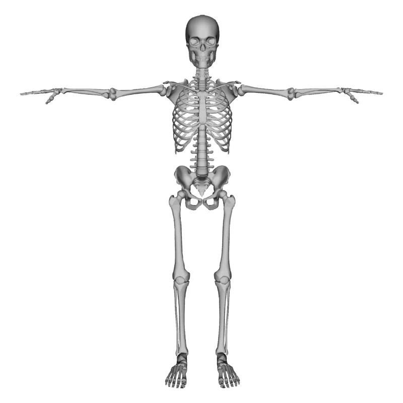 skeleton skeleton bones bones skull schaedel66