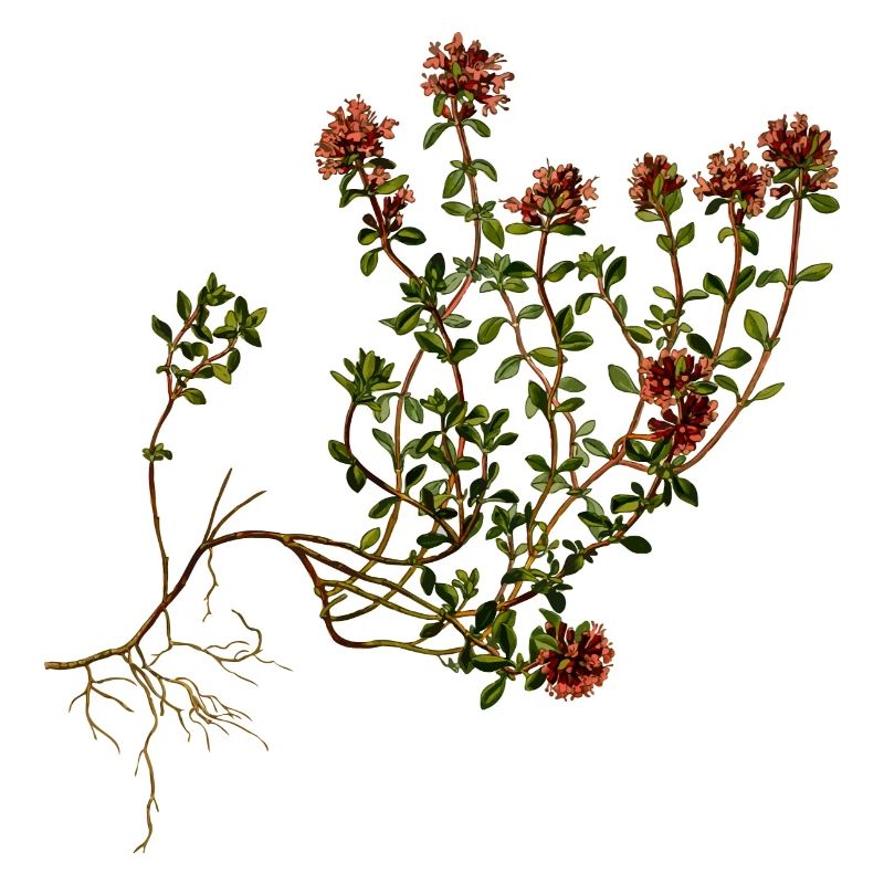 herbes thym romarin persil origan aneth