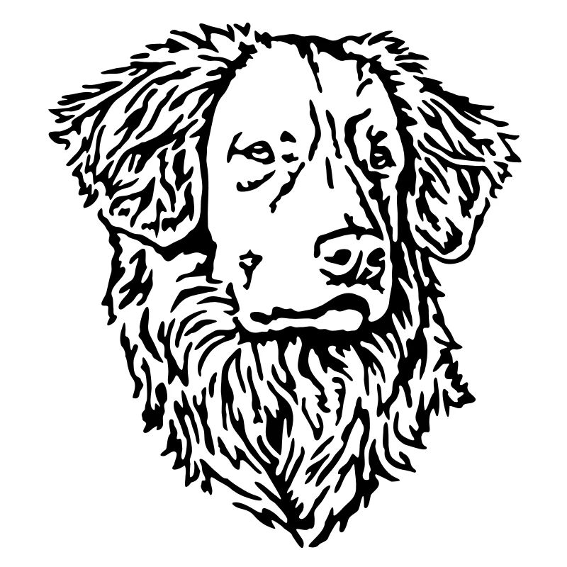 444 Nouvelle-Écosse Retriever