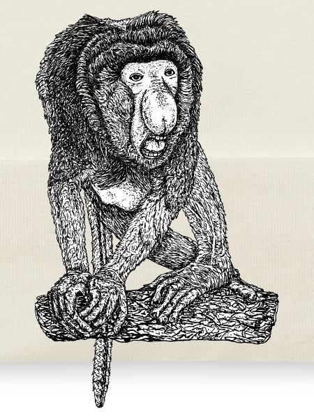 Singe Proboscis