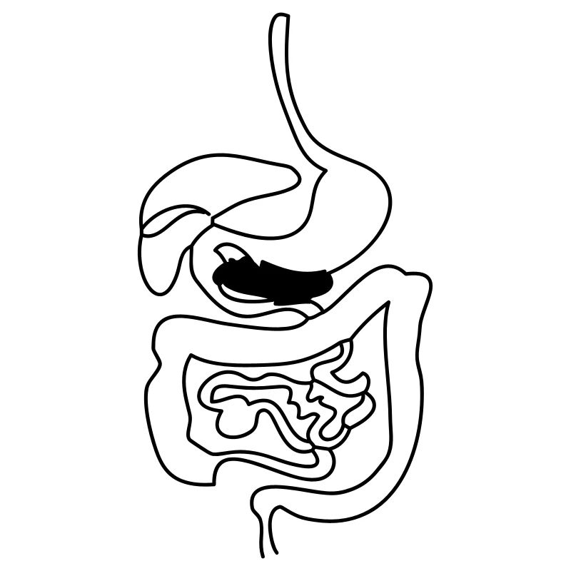 Verdauungssystem