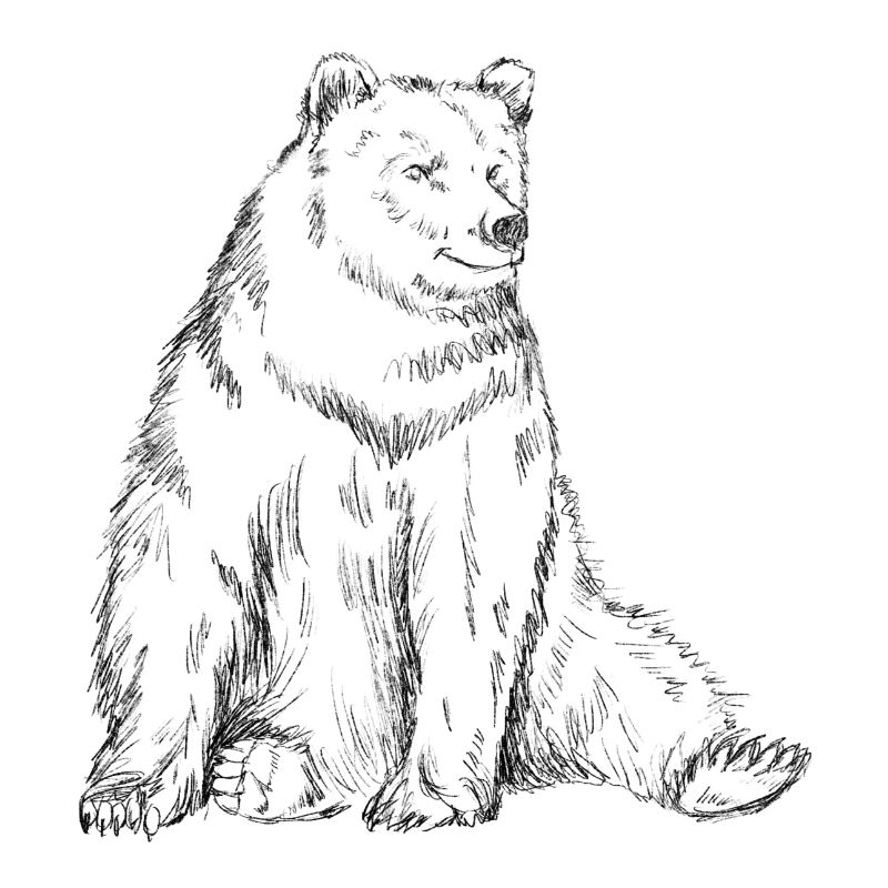 Bear Sketch Drawing
