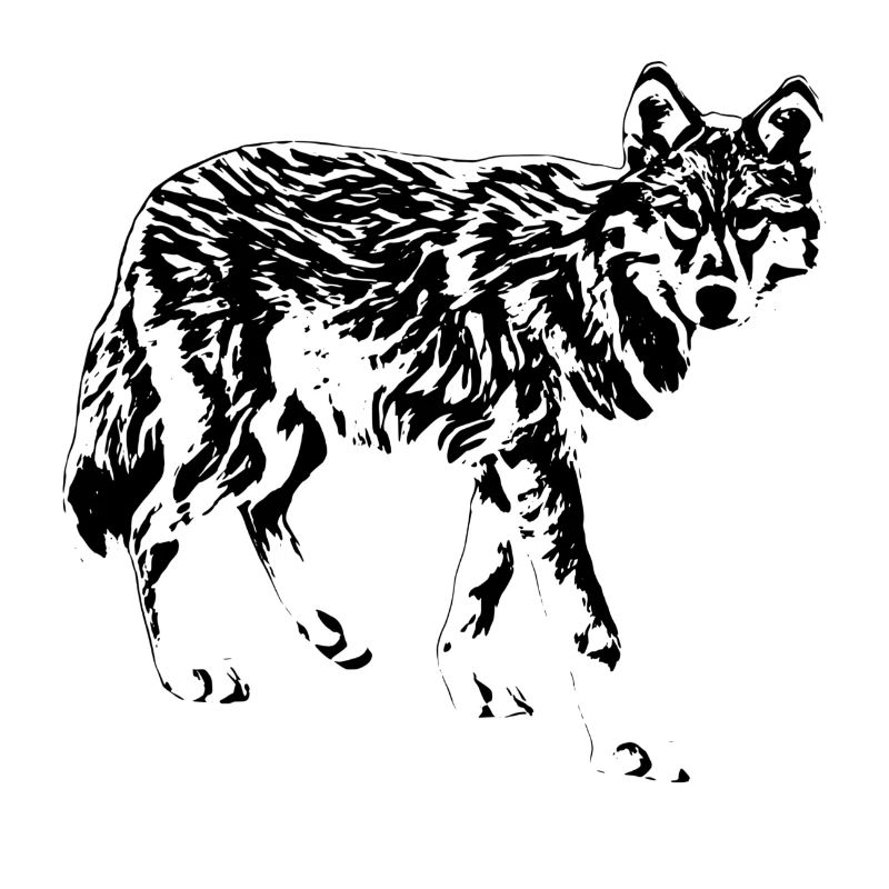 wolf