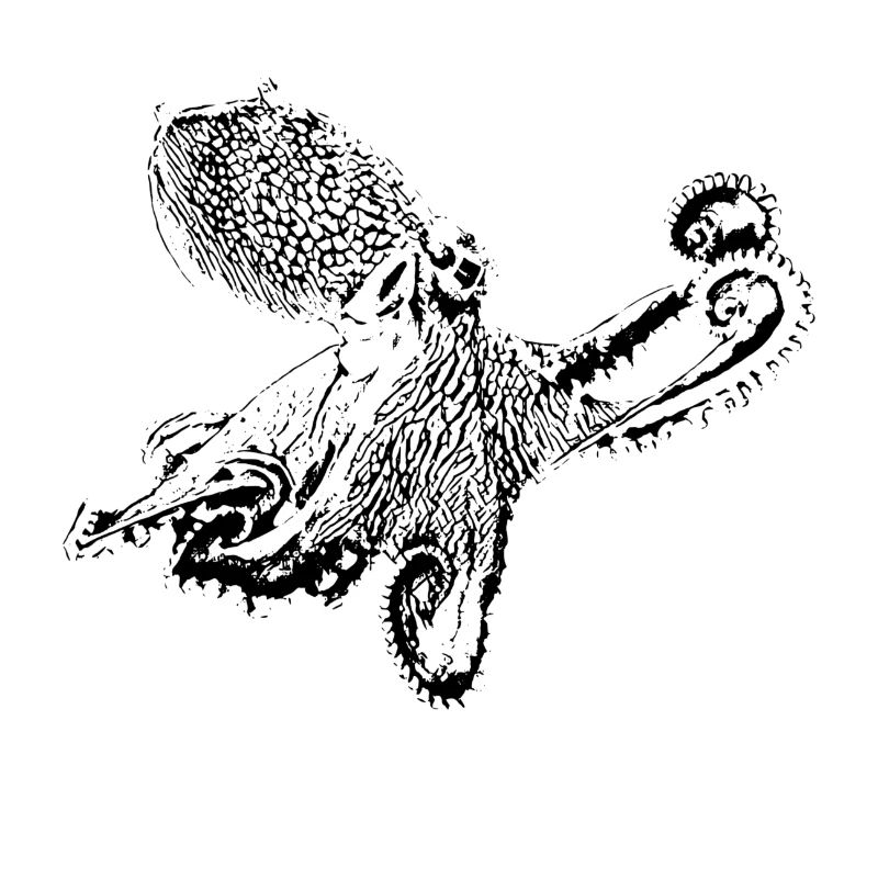 octopus