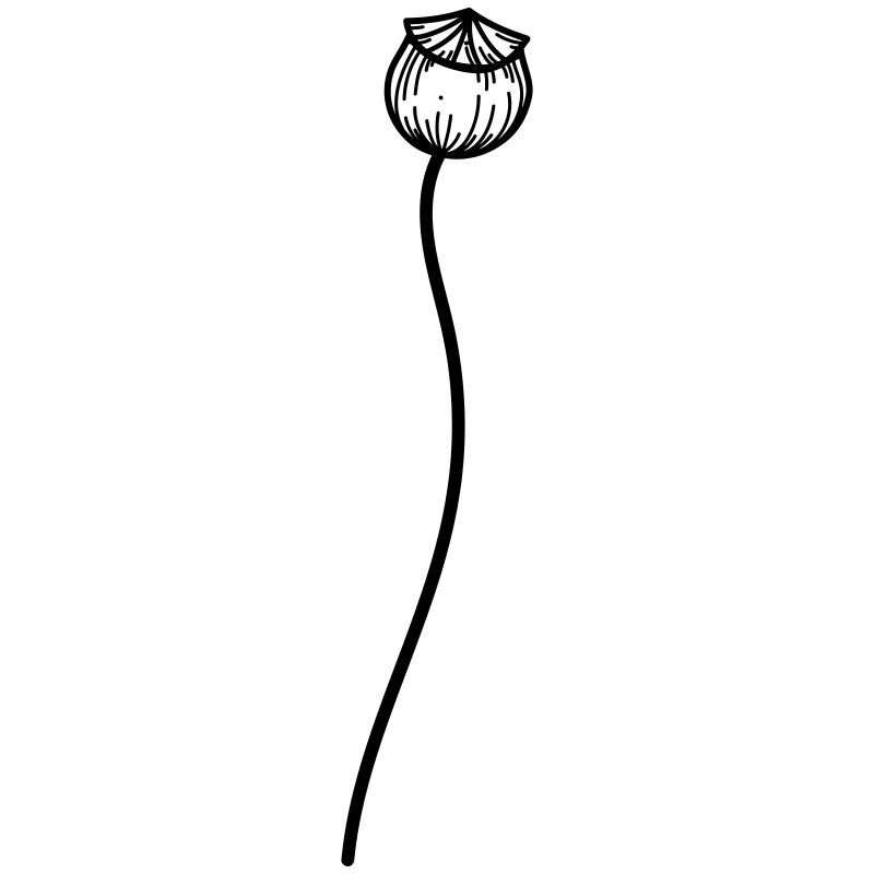 Fleur de pavot 2