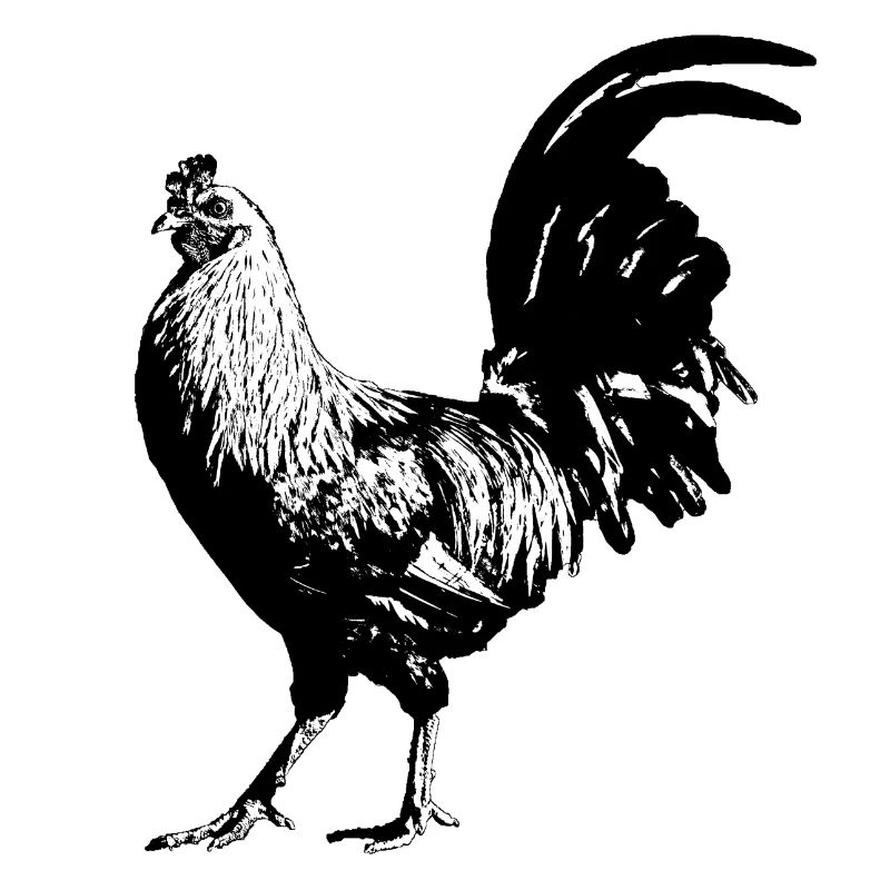 Coq / Gockel / Poulet