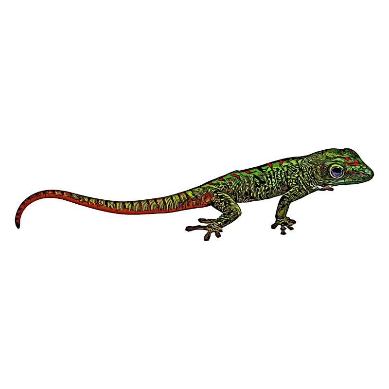 Madagascar Gecko