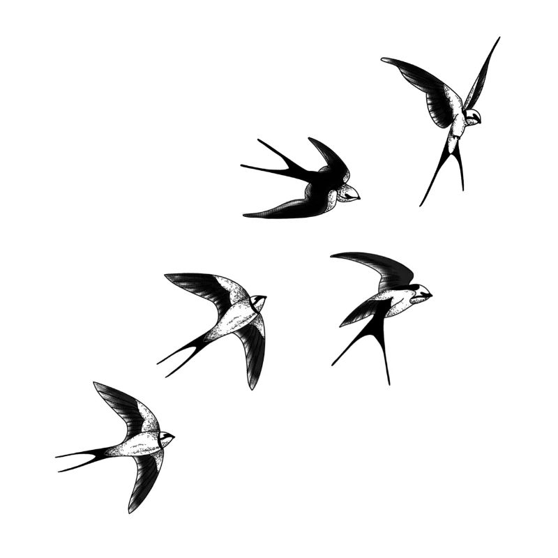 Oiseaux hirondelles 