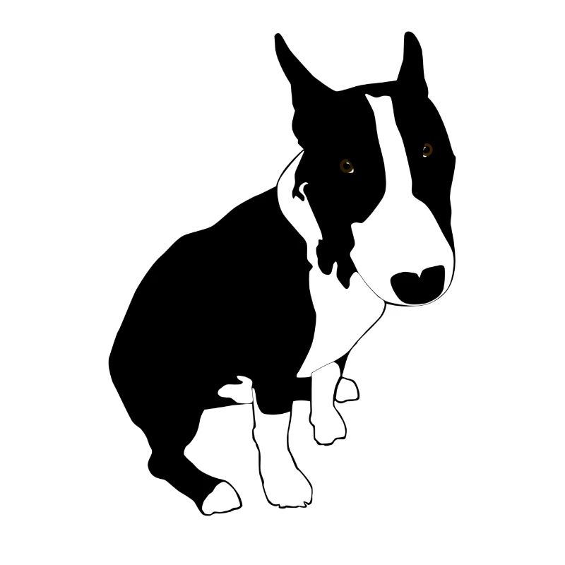Mini Bull Terrier