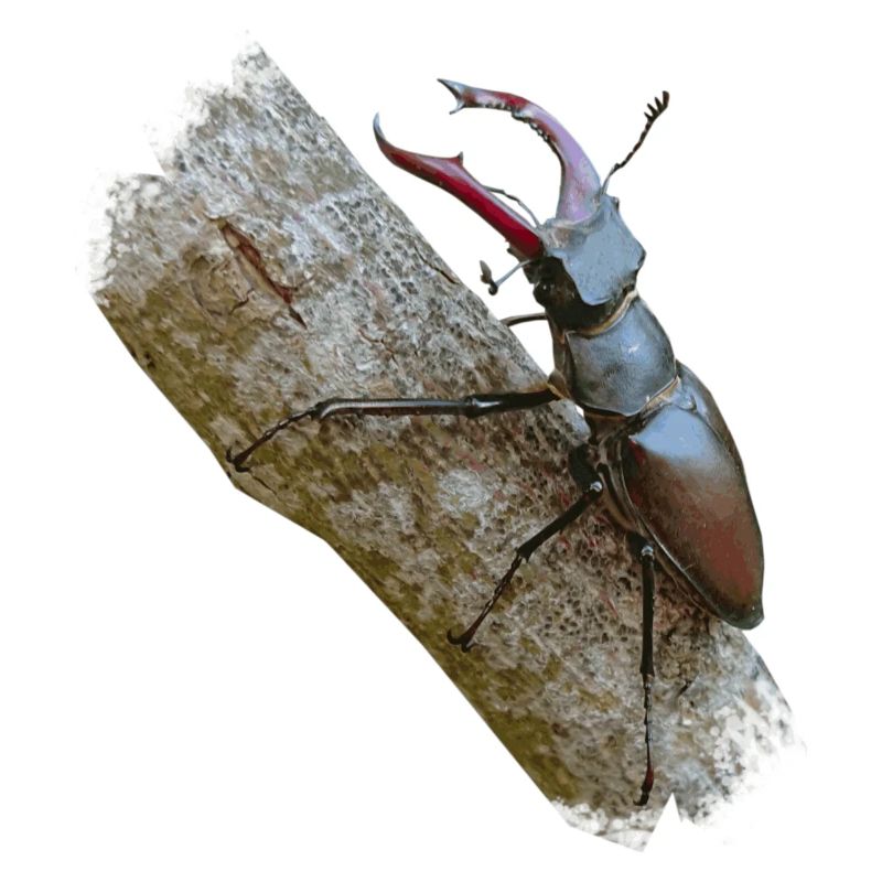 Der Hirschkäfer gehört zu den größten Käfern