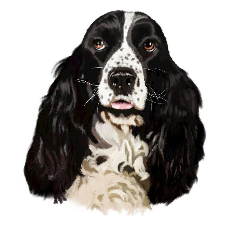cocker spaniel