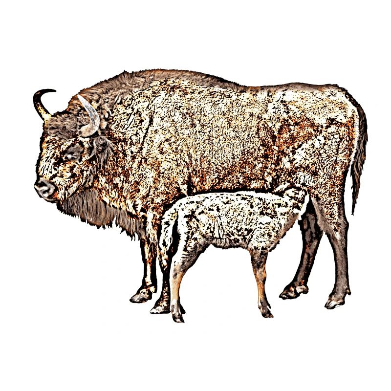 Bison avec veau