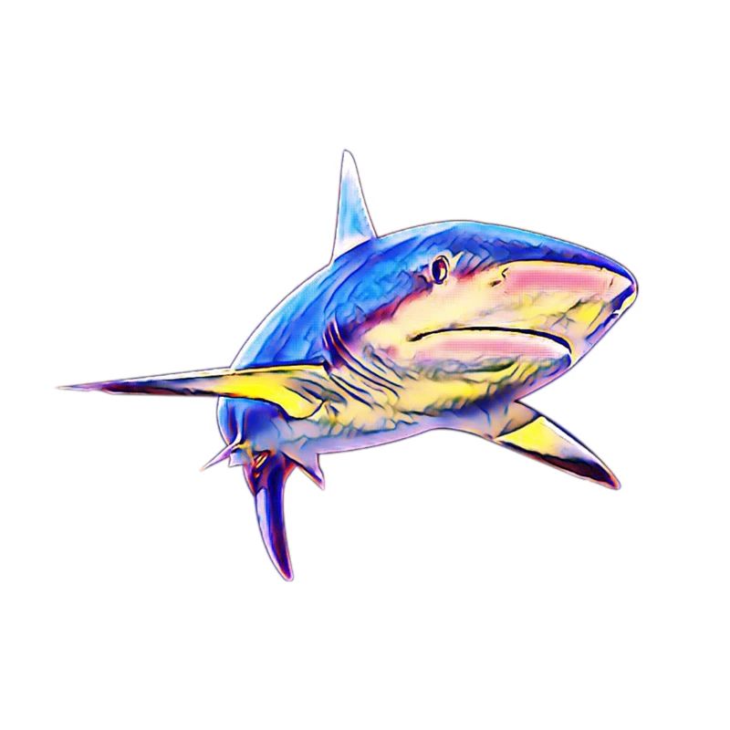 Requin