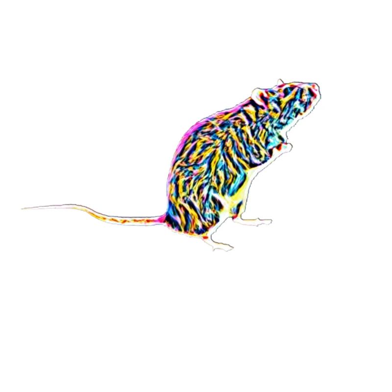 rat