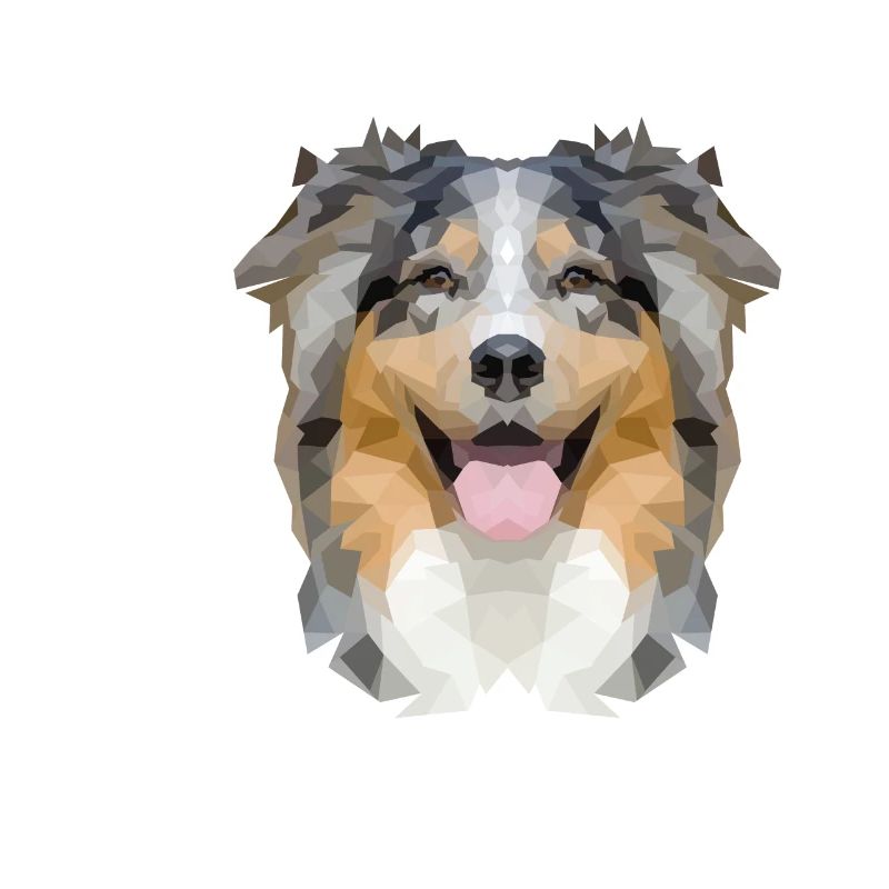 Australian Shepherd