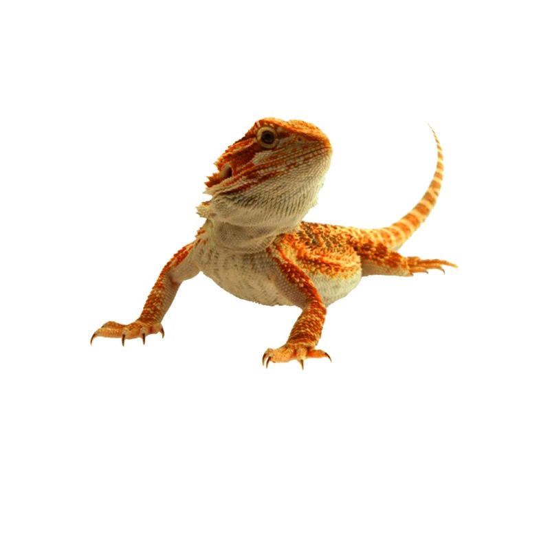 Bartagame Mutter