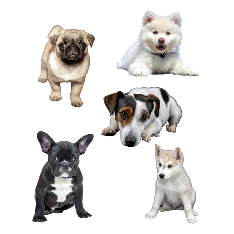 chiots mignons