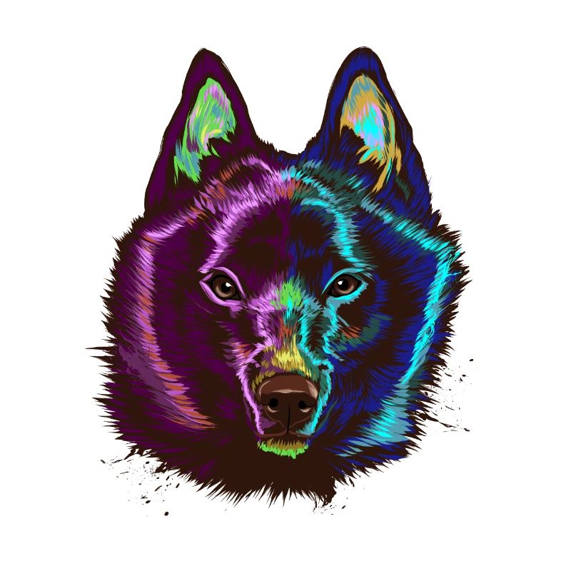 Chien Splash Schipperke