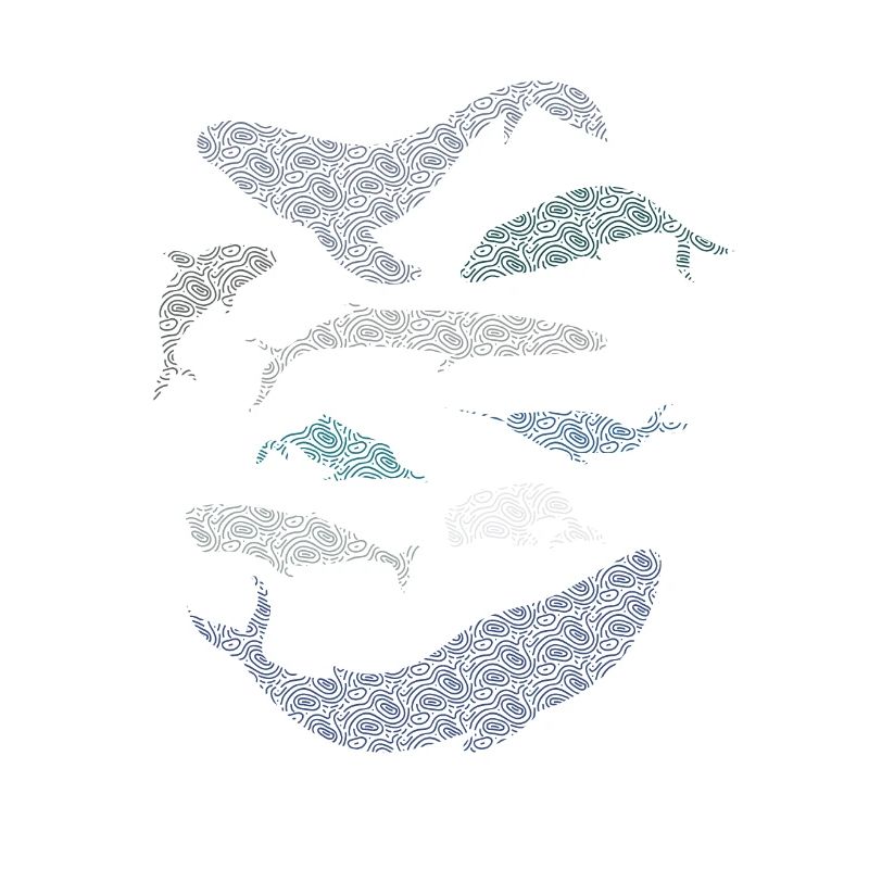 9 types de baleines races de baleines espèces amant