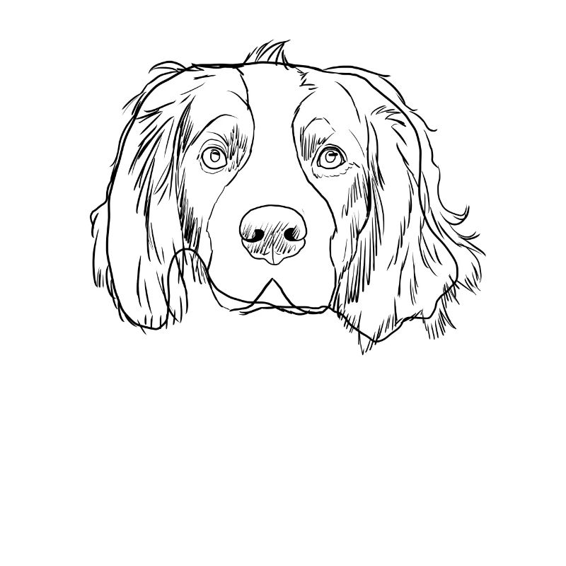 Strokes Welsh Springer Spaniel Hund