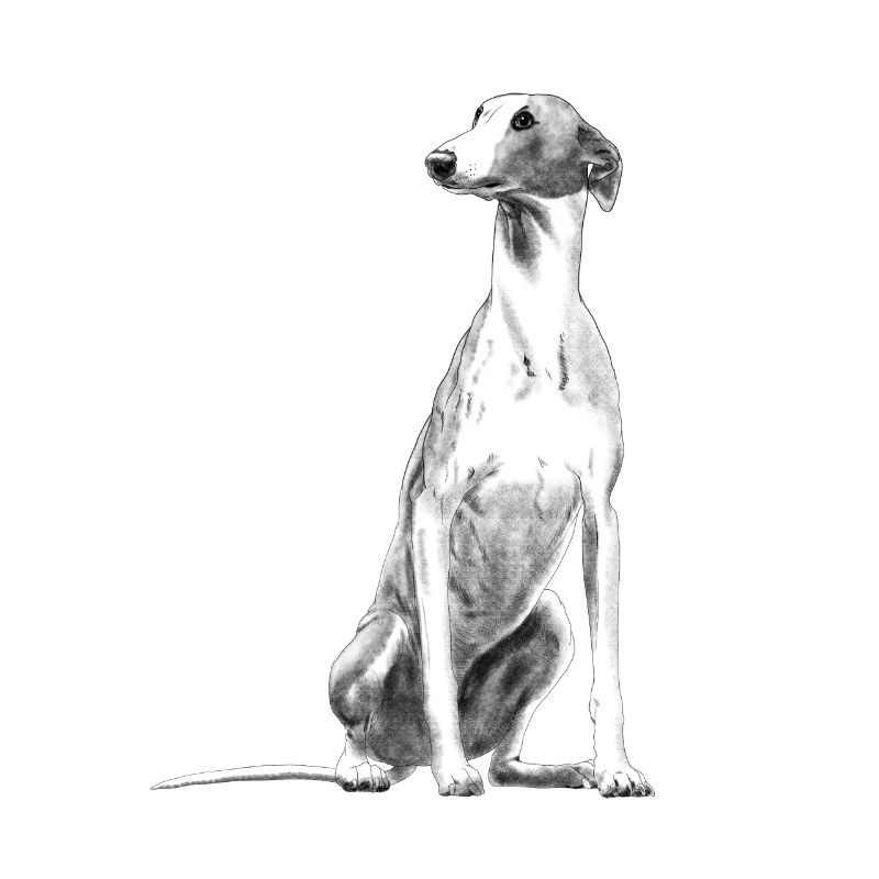 Sitzender Greyhound Windhund Whippet Hund