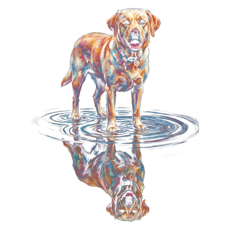 Labrador Retriever mit Wasserreflexion