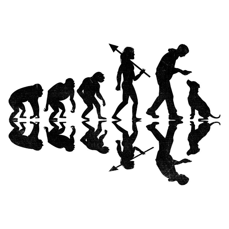 Evolution Labrador Retriever Lab Dog Retrievers