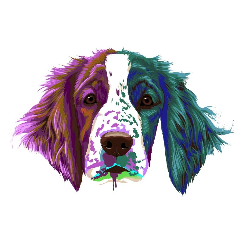 Splash Welsh Springer Spaniel Hund