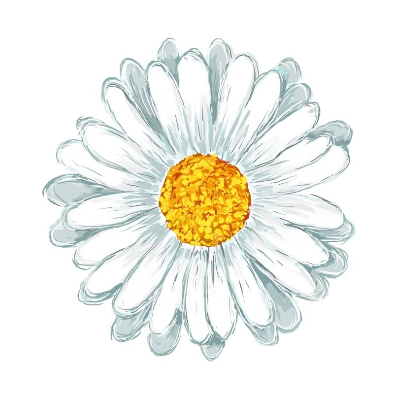 marguerite