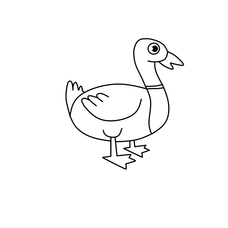 canard
