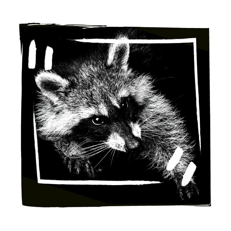 Raton laveur mignon