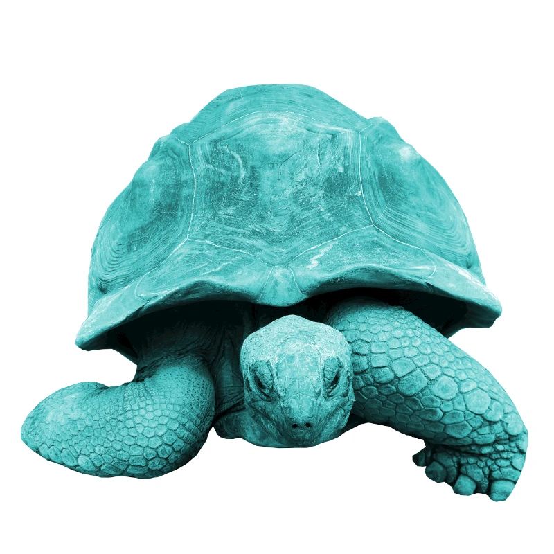 Tortues terrestres