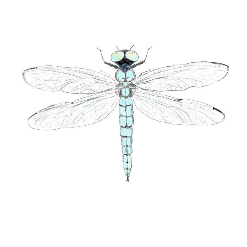 Libellule