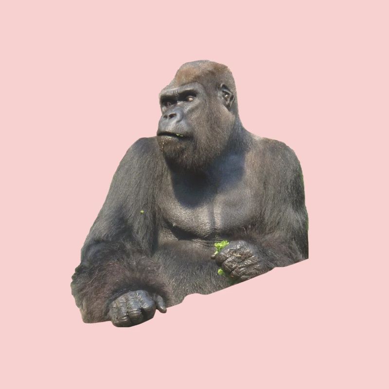 gorilla
