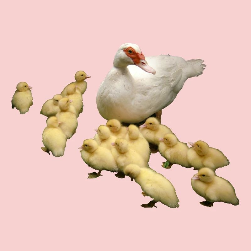 Flying duck with chicks