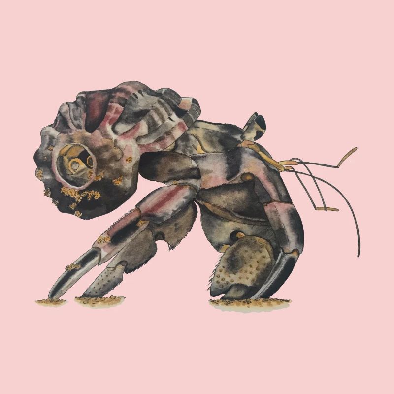 Hermit crabs Sp