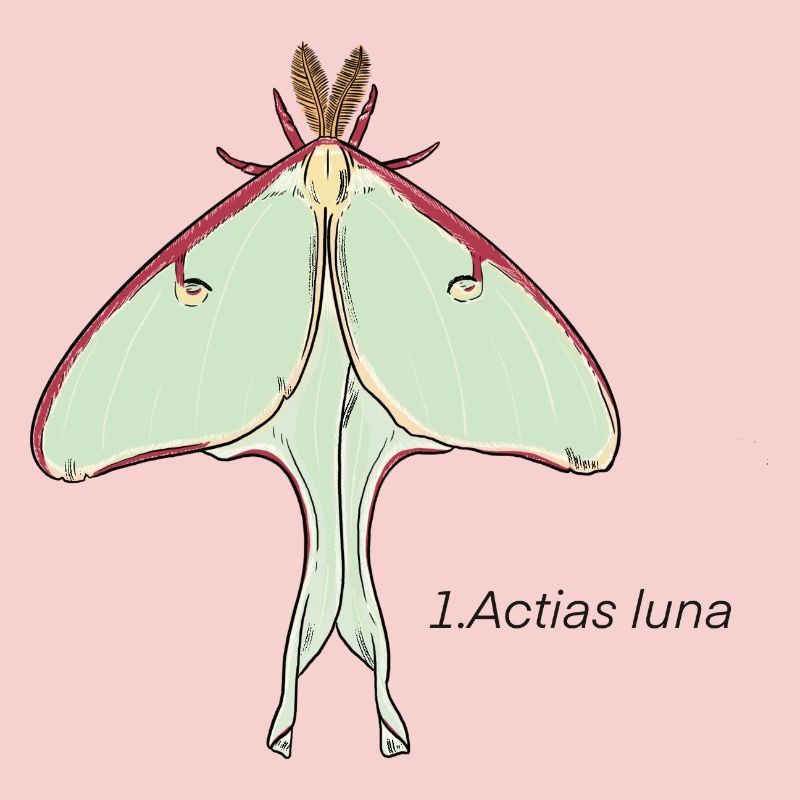 papillon