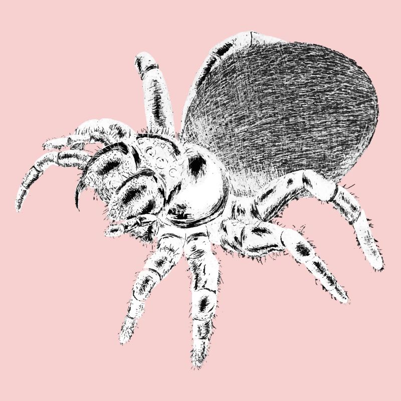 Spinne - Insekt