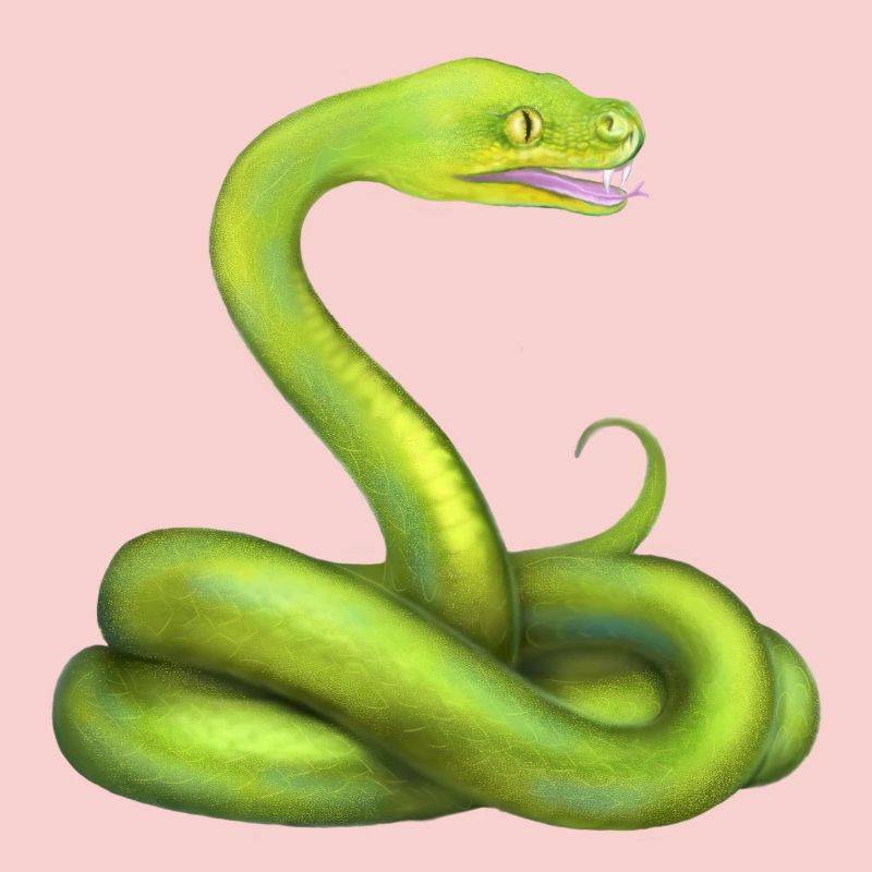 Der Grüne Python Schlange Dschungel Tier