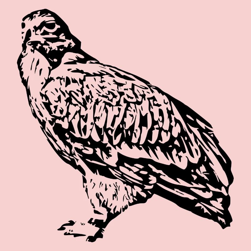 Faucons Oiseaux Oiseaux