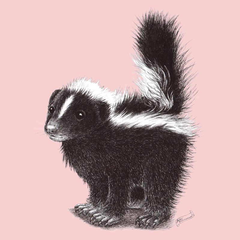 Mouffette cool mignonne