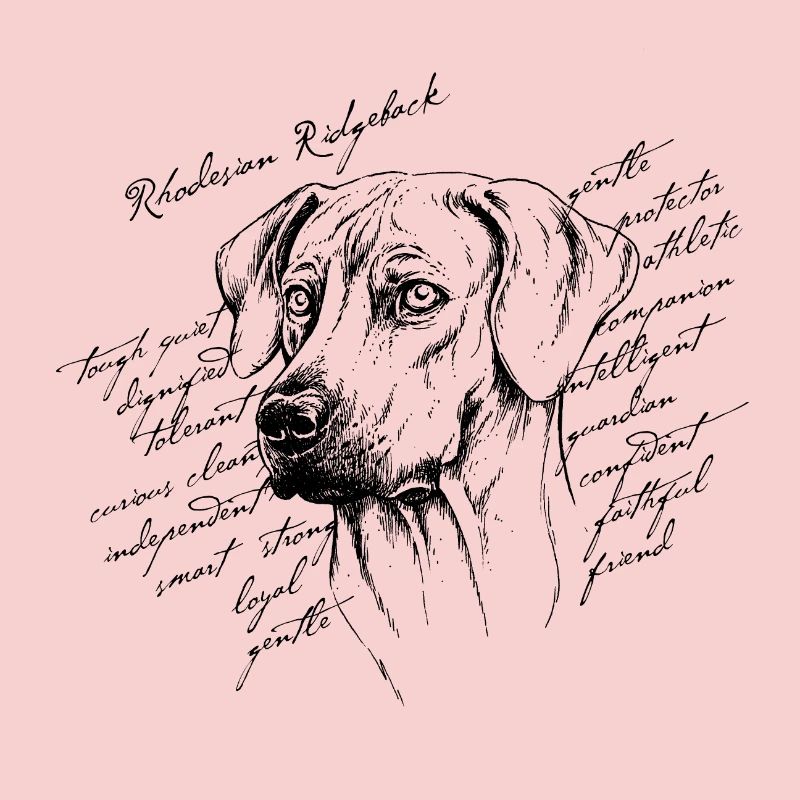 Rhodesian Ridgeback
