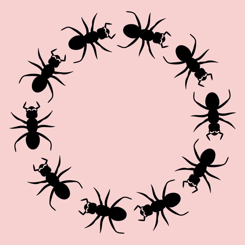 District d'insecte fourmi