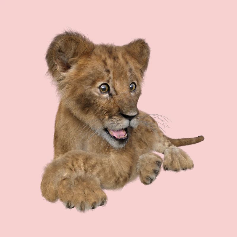 Lionceau mignon