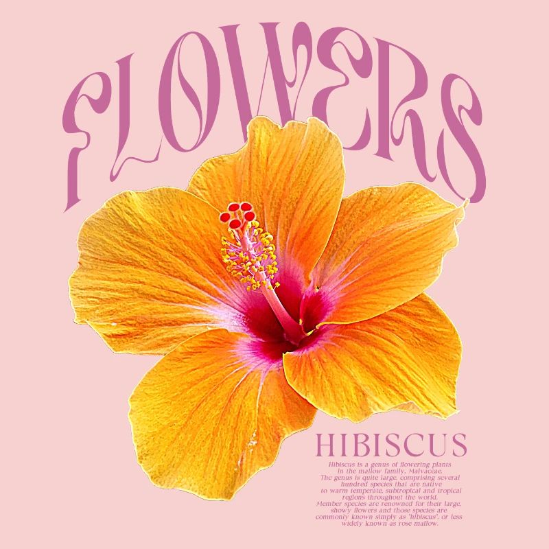 Hibiscus Fleur d’hibiscus Fleurs