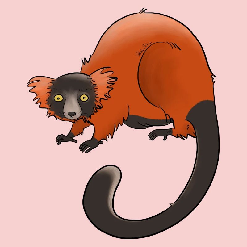 Rufous vari, Lemur oder nichts
