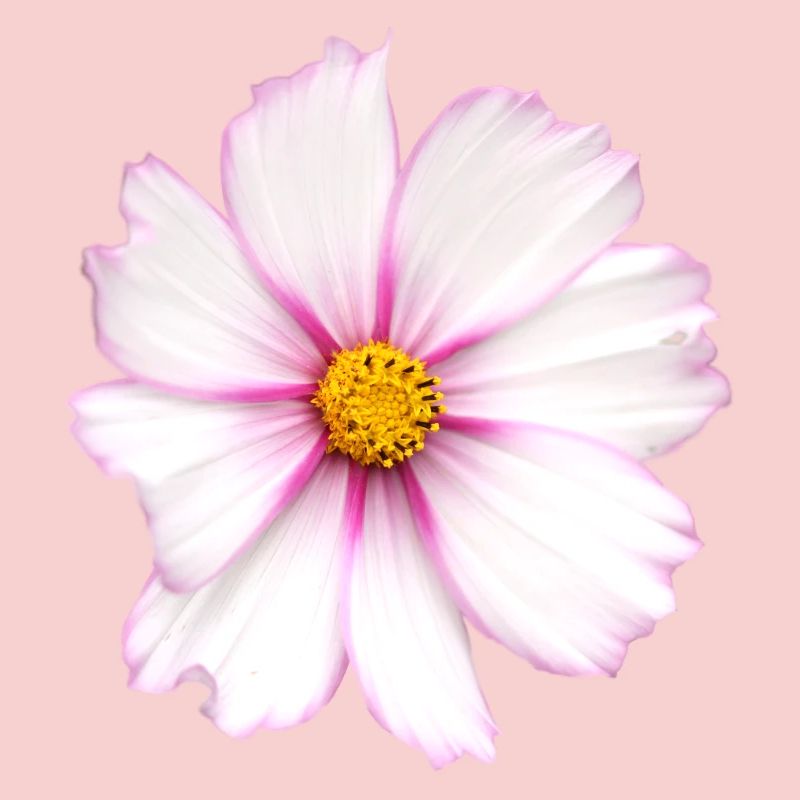 Fleur blanche