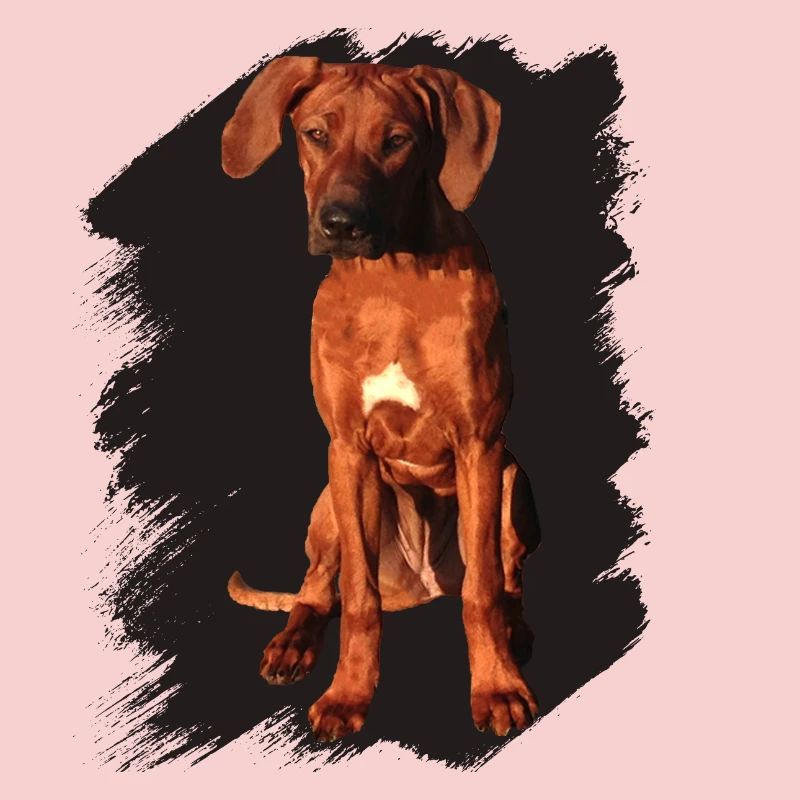 Rhodesian Ridgeback on black background