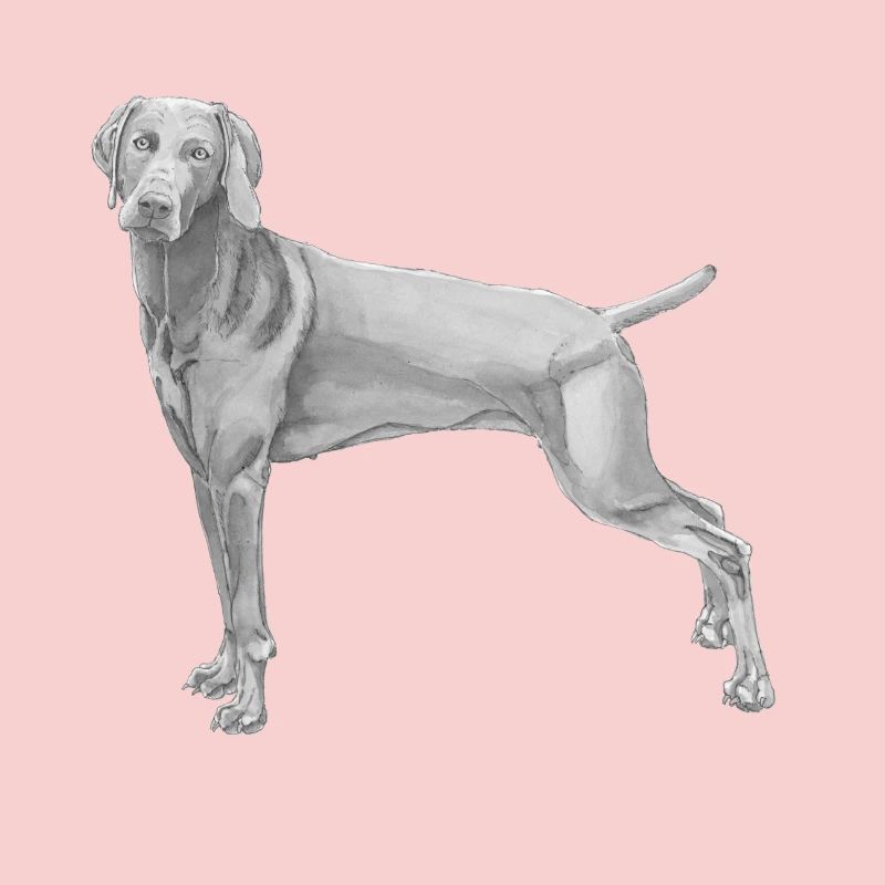 Weimaraner